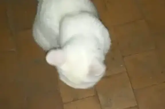 Найдена белая кошка: 3-я Лагерная, 59