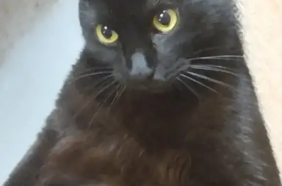 Пропала черная кошка, ул. Ворошилова