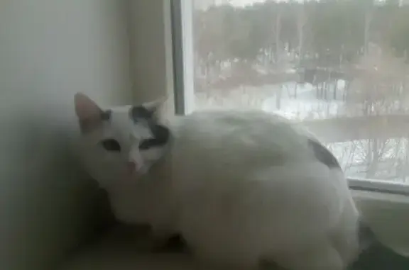 Найдена кошка: Оренбургская, 54