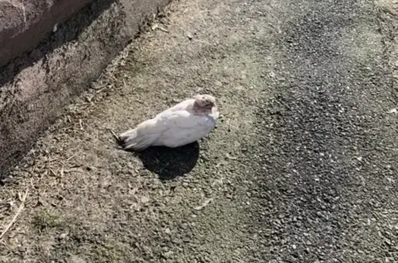 Белый голубь найден: Респ. ул., 22, Курск