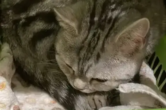 Найдена кошка: Осипенко, 6, Сергиев Посад