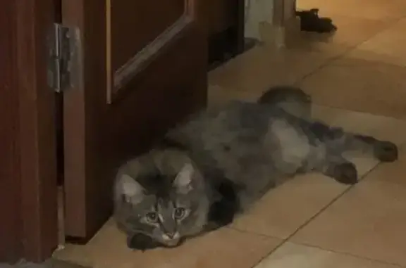 Кошки потеряшки, Санкт-Петербург, фото: Потеряшка кот, Алтайская 20/26, СПб