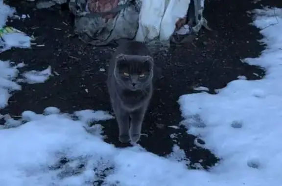 Найден кот на Интернациональной, Омск