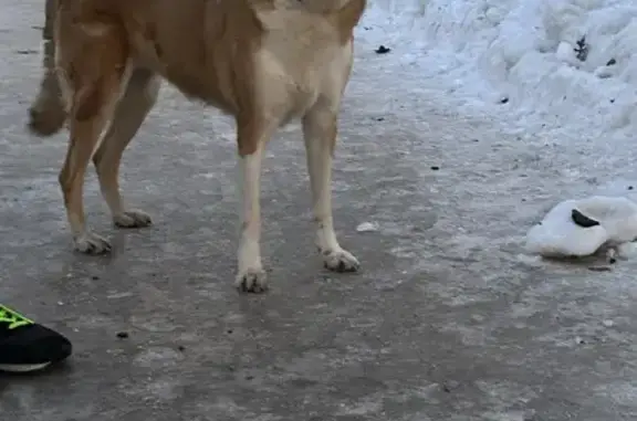 Найдена собака у метро Селигерская