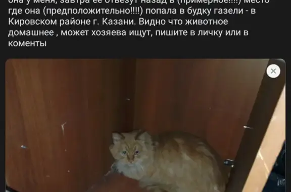 Найдена кошка! ул. Серова, 28, Казань
