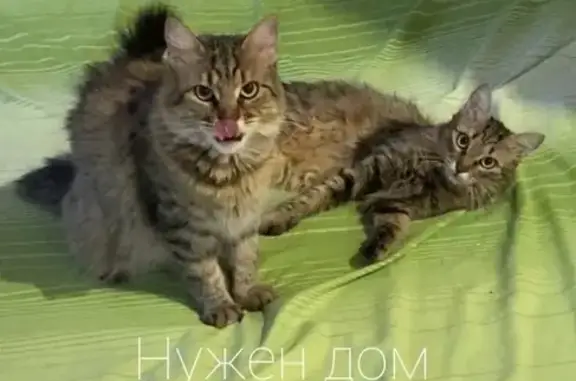 Найдены кошки: Большая Садовая, Ростов