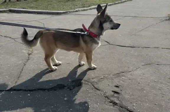 Найдена собака, ул. Адмирала, Новороссийск