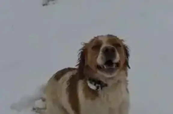 Пропала собака в Голубинке, Крым