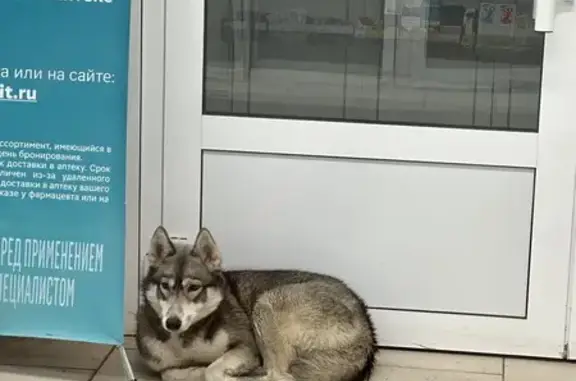 Найдена собака у Комсомольской 2, Казань