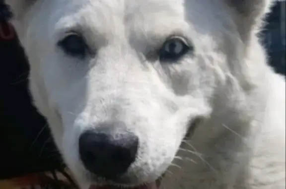 Пропала собака Маруся в Белгороде