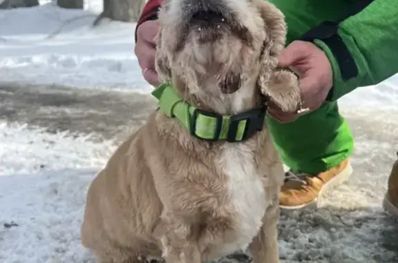 Найдена собака на Солнечной Поляне