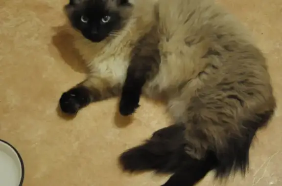 Найден сиамский кот, ул. Мира, 44А