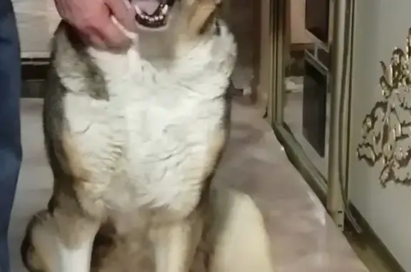 Найдена собака на Велижской, Иваново