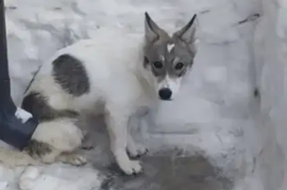 Найдена собака, ул. Аделя Кутуя, Казань