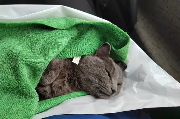 Найден раненый кот, Пушкинская, Ижевск