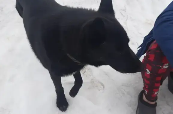 Найдена собака в Полянском
