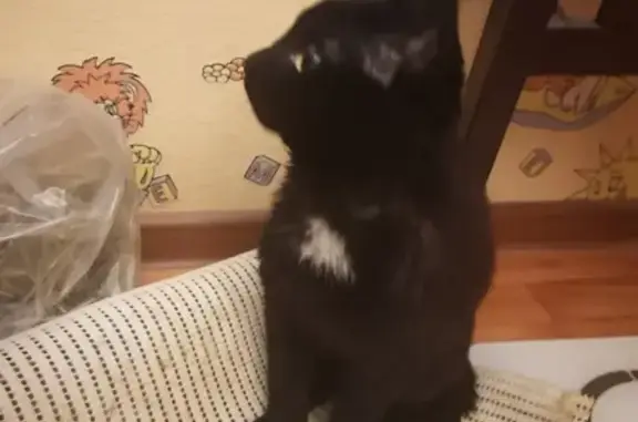 Найден черный кот: Студенческая, 6