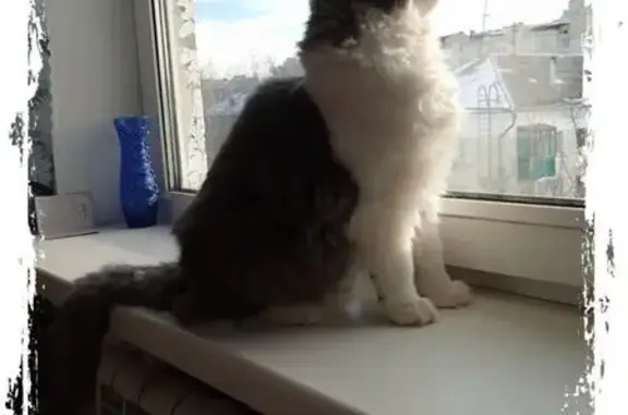 Пропала кошка: К. Маркса, 37, Тольятти