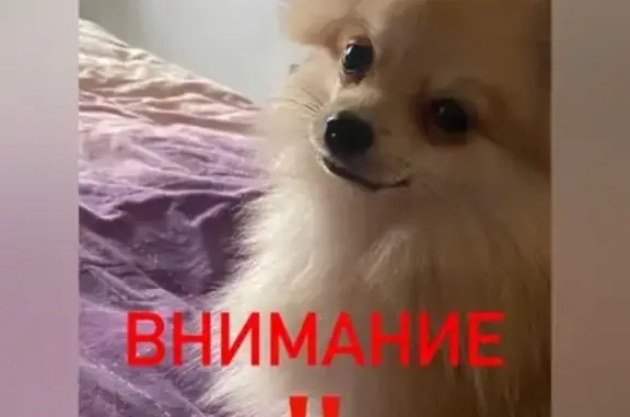 Пропала собака, Воронеж, Левобережный