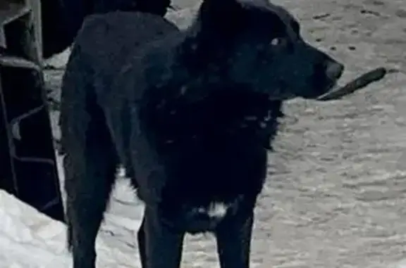 Найден пес: Восточное ш., 40, Хабаровск