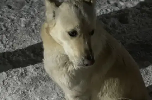 Найдена собака: Орджоникидзе, 34, Омск