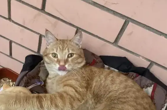 Найден котик ул. Попова, 57 Барнаул