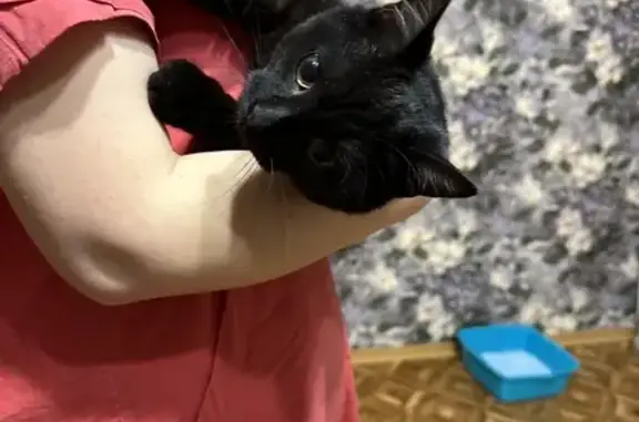 Найден черный кот: Пушкарская, 51