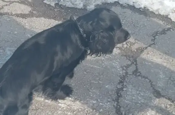 Собака найдена: Стрельникова, 11 Хабаровск