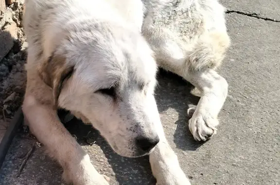 Найдена собака на Солнечной ул., Абакан