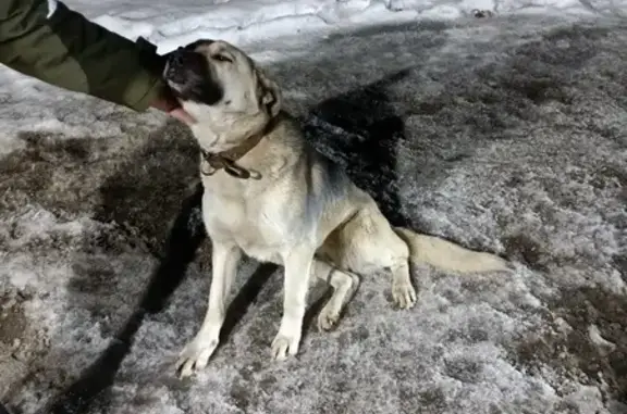 Найдена собака на Каширской, Тула
