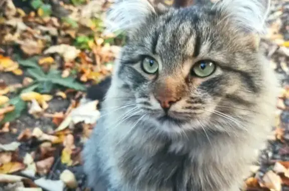 Пропал кот: Матросова, 15, Ессентуки