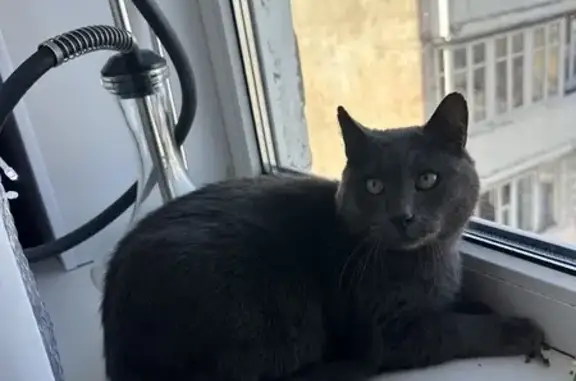Найдена кошка: ул. Папанина, 19А