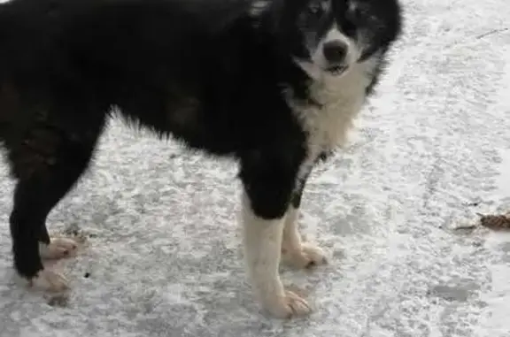 Найдена собака у озера Мелководное
