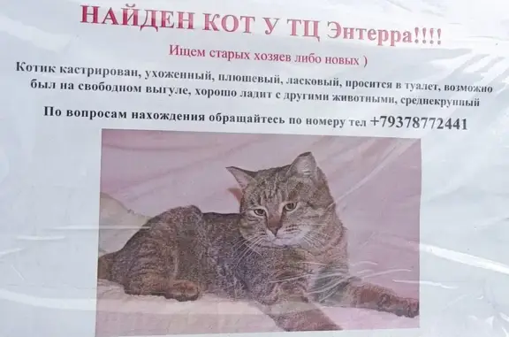 Кот найден у ТЦ Энтерра, Ульяновск