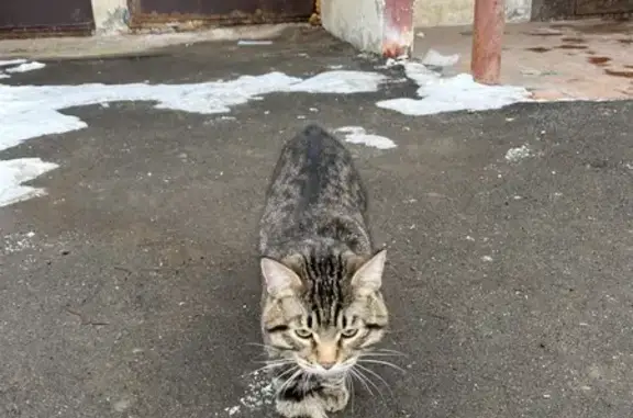 Найдена кошка у Вагапова, 14, Казань