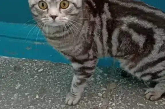 Найдена кошка, Советская ул., Новочебоксарск