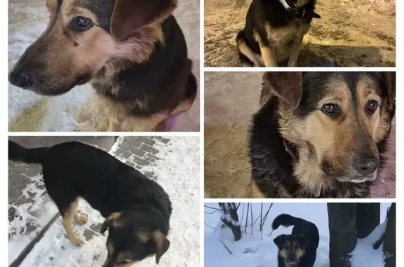 Найден пёс: Чайковского, 11, Лесной