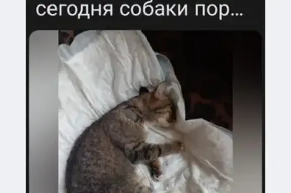 Найдена кошка на Придорожной, Тамбов