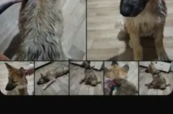 Найдена собака - 7А, Саяногорск