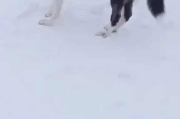 Собаки потеряшки, Шомиково, фото: Потеряшка собака: Ториково, 71А