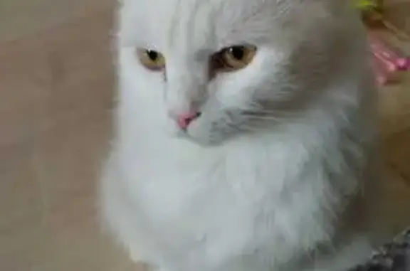 Белый кот найден: Гальянова, В. Пышма