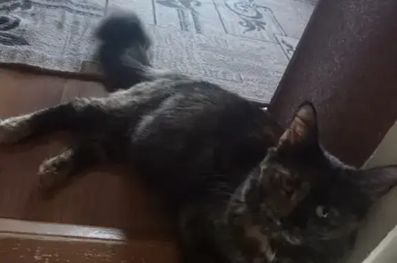 Пропажа кошки: Астраханская, 201А