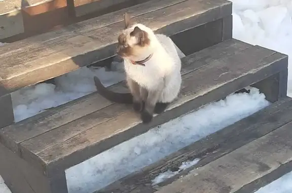 Найдена кошка: ул. Кирова, Лобня