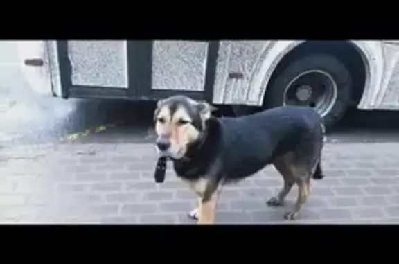 Пропала собака в Гатчине, Ангарский 17