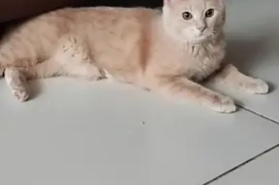 Найден персиковый кот, Москва