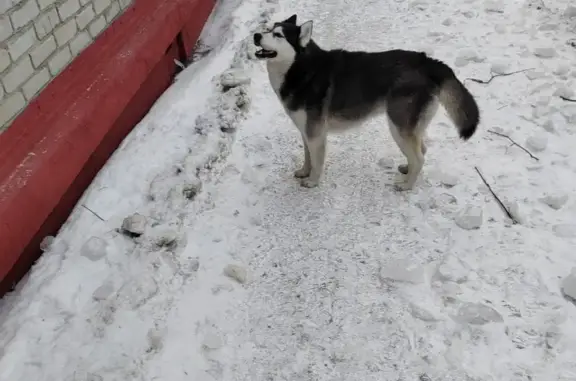 Найдена собака на ул. Хаски в Томске