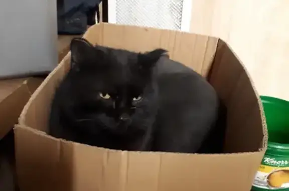 Пропала черная кошка в Чите