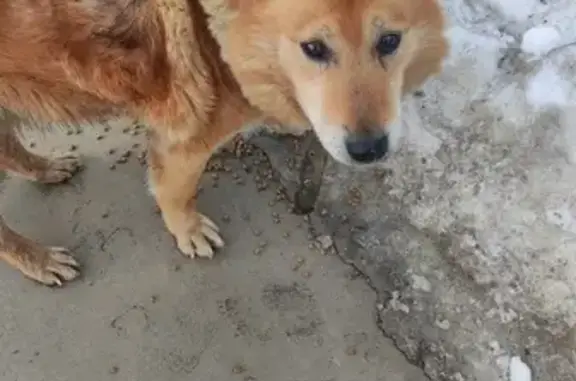Найдена собака в Апрелевке