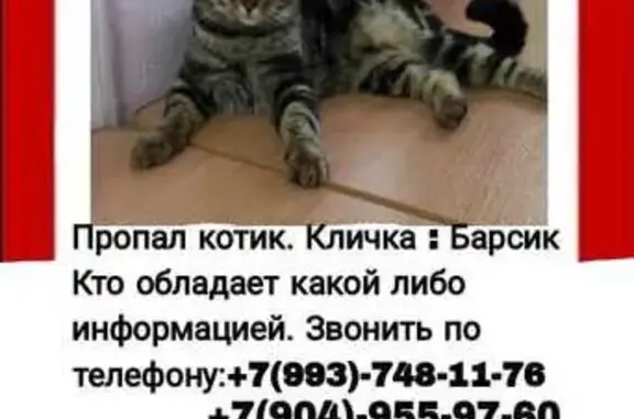 Пропал кот Барсик, ул. Сурикова, 1