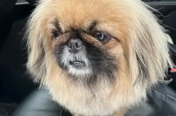 Собаки потеряшки, , фото: Потеряшка собака в Изумруде, Асбест